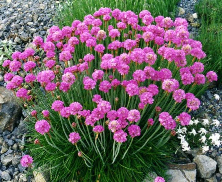 Armeria Splendens of Engels gras, Tuin en Terras, Planten | Tuinplanten, Vaste plant, Bodembedekkers, Ophalen