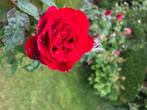 Rozen op stam, Volle zon, Vaste plant, Zomer, Ophalen
