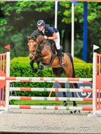 Springpaard, Dieren en Toebehoren, Paarden, Merrie, Met stamboom, Springpaard, Niet van toepassing