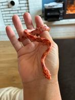 Korenslang met terrarium, Dieren en Toebehoren, Reptielen en Amfibieën, Slang, Met terrarium, 0 tot 2 jaar