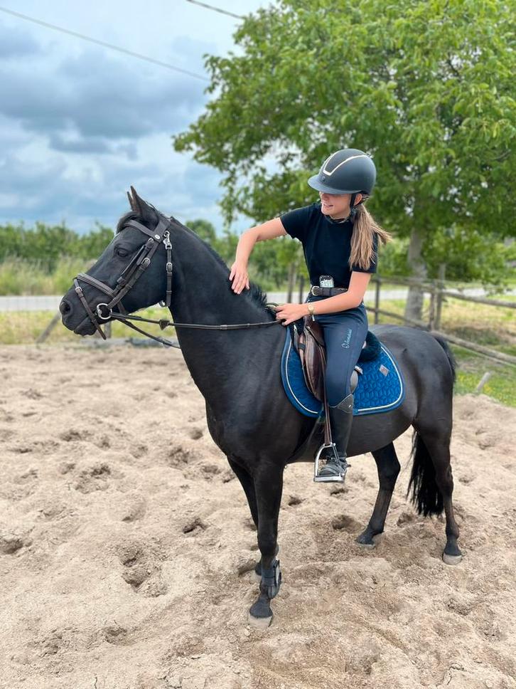 Super knappe d-pony, Dieren en Toebehoren, Pony's, Ruin, Niet van toepassing, D pony (1.37m tot 1.48m), Recreatiepony, 11 jaar of ouder