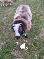 Ram te koop, Dieren en Toebehoren, Schapen, Geiten en Varkens