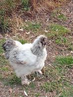 Zijdehoender, Dieren en Toebehoren, Pluimvee