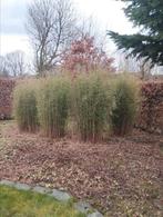 bamboe haagbamboo juizhaighou fargesia, Tuin en Terras, Ophalen of Verzenden