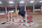 Zeer knappe 5,5 jarige allrounder/eventer KWPN merrie, Dieren en Toebehoren, Merrie, Gechipt, Zadelmak, 3 tot 6 jaar