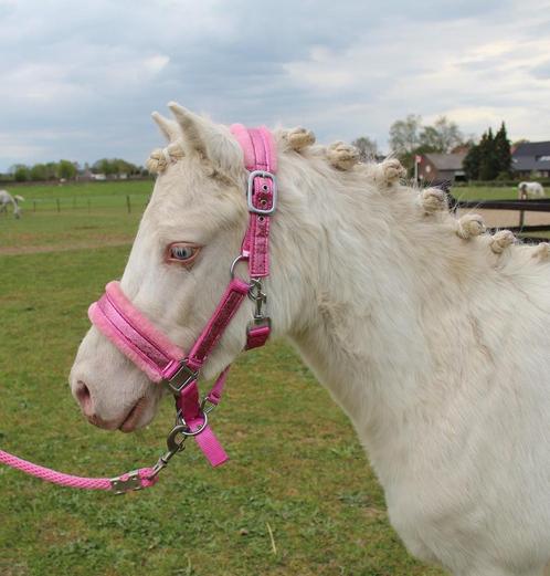 Super lieve welsh pony, Dieren en Toebehoren, Pony's, Ruin, 3 tot 6 jaar