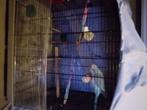 Conure souris bleu aprivoisé  avec sa cage, Animaux & Accessoires, Perruche, Sexe inconnu, Parleur