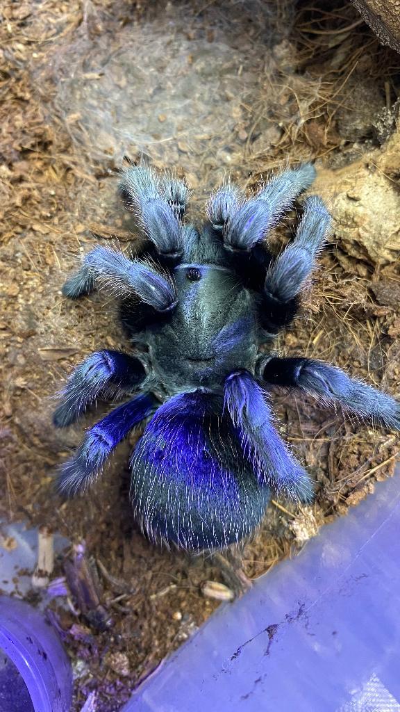 Verschillende vogelspinnen, Dieren en Toebehoren, Insecten en Spinnen, Spin of Schorpioen