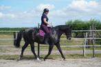 Bon cheval de loisir, Animaux & Accessoires, Chevaux, B, 11 ans ou plus, Hongre, Avec pedigree