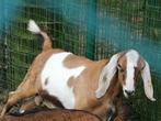 2 Anglo-Nubische bokken, Dieren en Toebehoren, Mannelijk, 0 tot 2 jaar, Geit