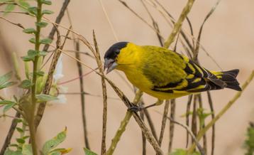 yarrel sijs poppen beschikbaar voor biedingen