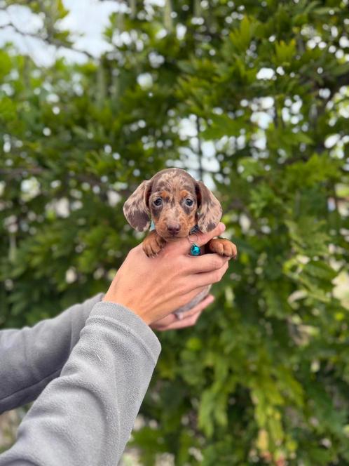 Prachtige dwergteckel pups, Dieren en Toebehoren, Honden | Teckels en Dashonden, Meerdere dieren, Korthaar, Dwerg, Fokker | Professioneel
