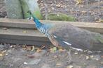Spalding pauwen (Roepen veel minder)., Dieren en Toebehoren, Pluimvee