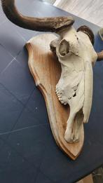 Schedel, Verzamelen, Dierenverzamelingen, Ophalen, Zo goed als nieuw, Schedel