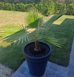 Mooie palmboom Washingtonia / Mexicaanse waaierplant, Ophalen, Volle zon, Palmboom, Minder dan 100 cm