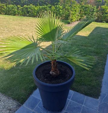 Mooie palmboom Washingtonia / Mexicaanse waaierplant beschikbaar voor biedingen