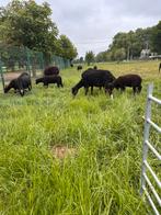 Ooi & ramlammeren, Dieren en Toebehoren, Schapen, Geiten en Varkens