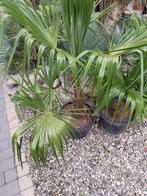 trachycarpus fortunei, Tuin en Terras, Ophalen