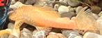 Albino Ancistrus rode ogen, Dieren en Toebehoren, Vis, Zoetwatervis