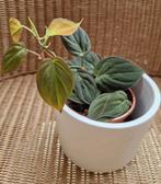 philodendron micans, Ophalen of Verzenden