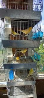 Kanaries 3 koppels + kooi, Ophalen, Zo goed als nieuw