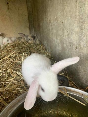 Lapin bélier x nain  beschikbaar voor biedingen