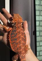 Baardagaam. Half Monster blue bar, Amfibie, 0 tot 2 jaar