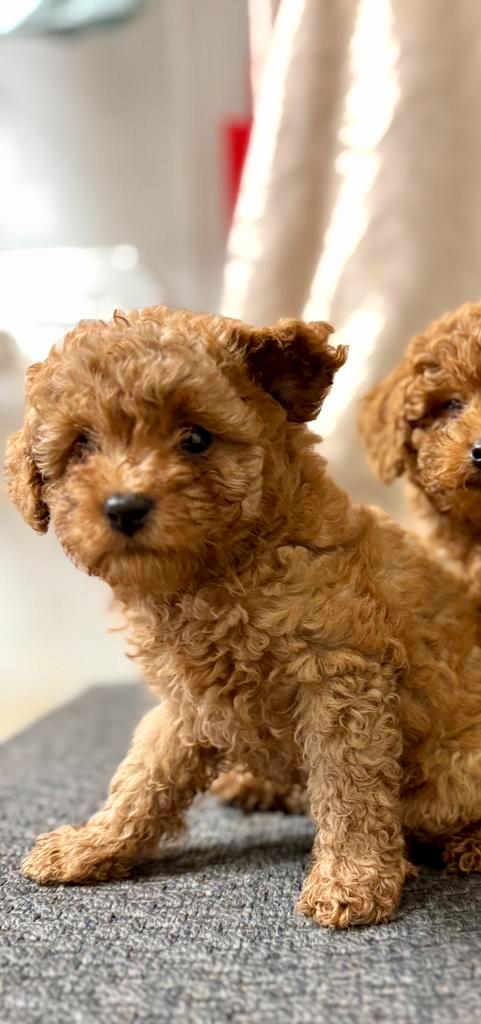 Toy poedel, Dieren en Toebehoren, Honden | Chihuahua's en Gezelschapshonden, Meerdere dieren, Poedel, Fokker | Hobbymatig, Meerdere