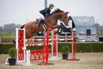 9 jarige ruin, niveau 130 cm, Dieren en Toebehoren, Paarden, Springpaard, 175 cm of meer, Z, Gechipt