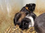 Mannelijke cavia's 2 broertjes, Dieren en Toebehoren, Knaagdieren, Mannelijk, Cavia