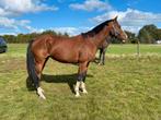 Vistakka PS: Vivant vd Heffiinck x Cabachon, Dieren en Toebehoren, Merrie