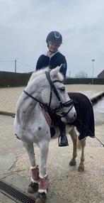 Pony, Dieren en Toebehoren, Pony's, Dressuurpony, Niet van toepassing, 11 jaar of ouder, D pony (1.37m tot 1.48m)