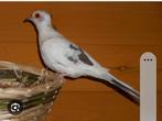 Recherche couple de colombe diamand blanc panaché