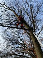 Snoeien en vellen van bomen, Tuin en Terras, Brandhout, Ophalen, Takken