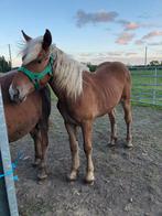 Comtois / trekpaarden te koop, Dieren en Toebehoren, Merrie, Minder dan 160 cm, Ontwormd, 0 tot 2 jaar