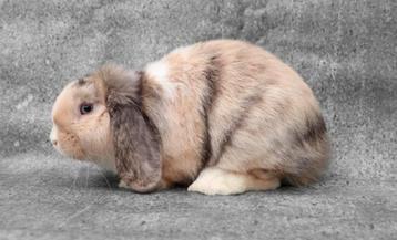 Hele lieve en mooie jonge hangoordwerg ram, gevaccineerd, Mâle, Nain, Oreilles tombantes, 0 à 2 ans