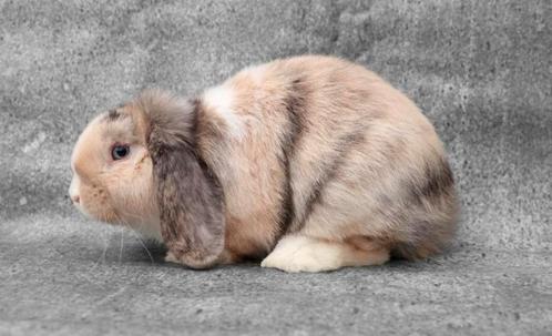 Hele lieve en mooie jonge hangoordwerg ram, gevaccineerd, Dieren en Toebehoren, Konijnen, Dwerg, Mannelijk, 0 tot 2 jaar, Hangoor