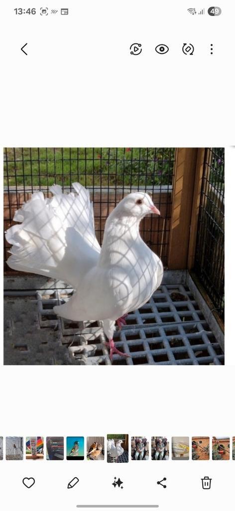 Cpl queue de paon fantail Anglais 10€ pièces pr élevage 2025, Dieren en Toebehoren, Vogels | Duiven