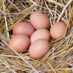 Eieren vrije uitloop kippen, Diversen, Levensmiddelen, Ophalen