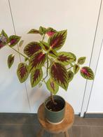 Leuke siernetel, Huis en Inrichting, Kamerplanten, Ophalen