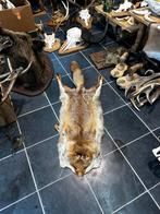 Taxidermie vossen vel, Ophalen of Verzenden