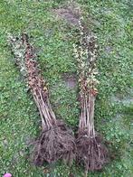 Meidoorn, Tuin en Terras, Planten | Tuinplanten, Volle zon, Vaste plant, Lente, Ophalen