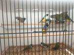 Ongeveer 12 koppels groen te koop