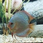 Discus, Dieren en Toebehoren
