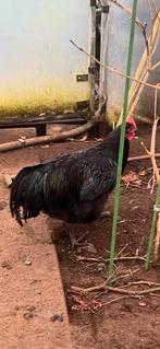 Australorp hanen, Dieren en Toebehoren, Pluimvee