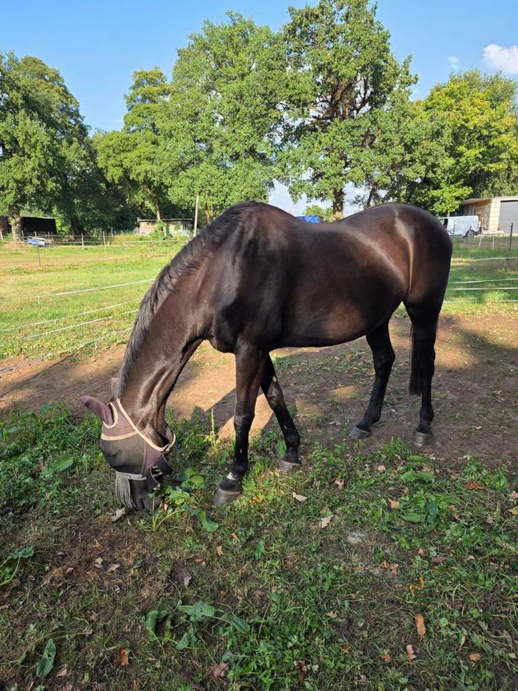 Paardrijlessen aangeboden, Dieren en Toebehoren, Paarden en Pony's | Overige Paardenspullen, Ophalen