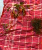 Aquariumplanten stekjes, Enlèvement ou Envoi, Comme neuf