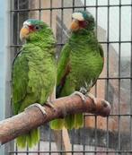 Te koop gevraagd een brr witvoorhoofd amazone, Dieren en Toebehoren, Vrouwelijk, Papegaai, Geringd