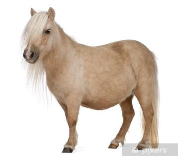 2 shetlandpony’s gezocht, Dieren en Toebehoren, Meerdere dieren