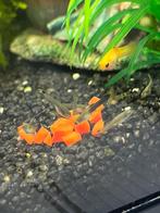 15 guppy’s, Dieren en Toebehoren, Vissen | Aquariumvissen, Vis